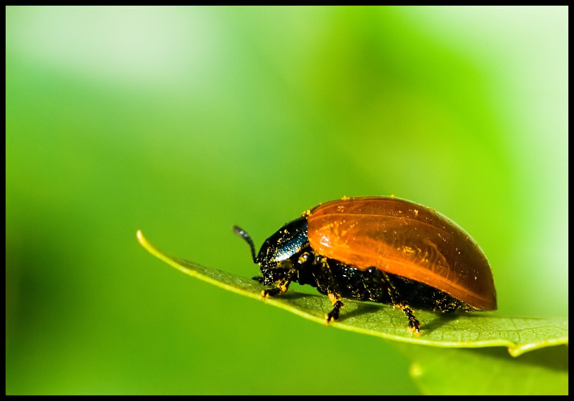 Poplar Leaf Beetle (Chrysomela populi)