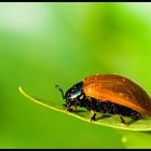 Poplar Leaf Beetle (Chrysomela populi)