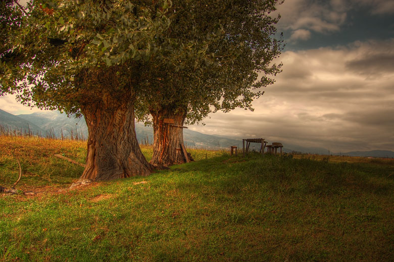 . ...poplars ...