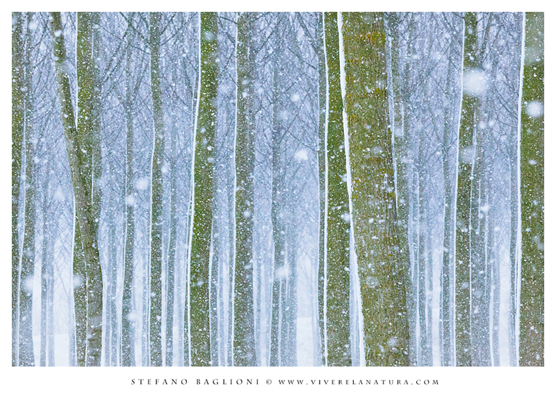 Poplars in the snow storm