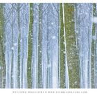 Poplars in the snow storm