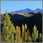 poplars near glendhu bay 2