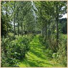 poplars near norham 4