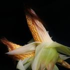 pop(p) corn
