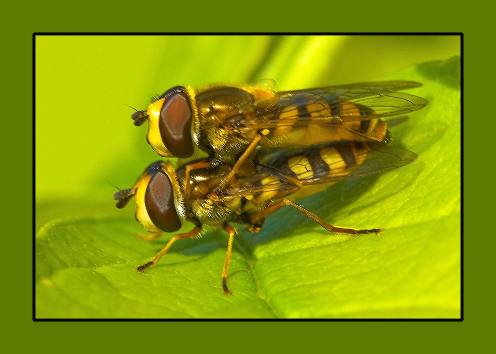 Popp - Fliegen