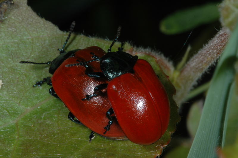 Popp-Pappelblattkäfer