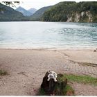 Poppel am Alpsee