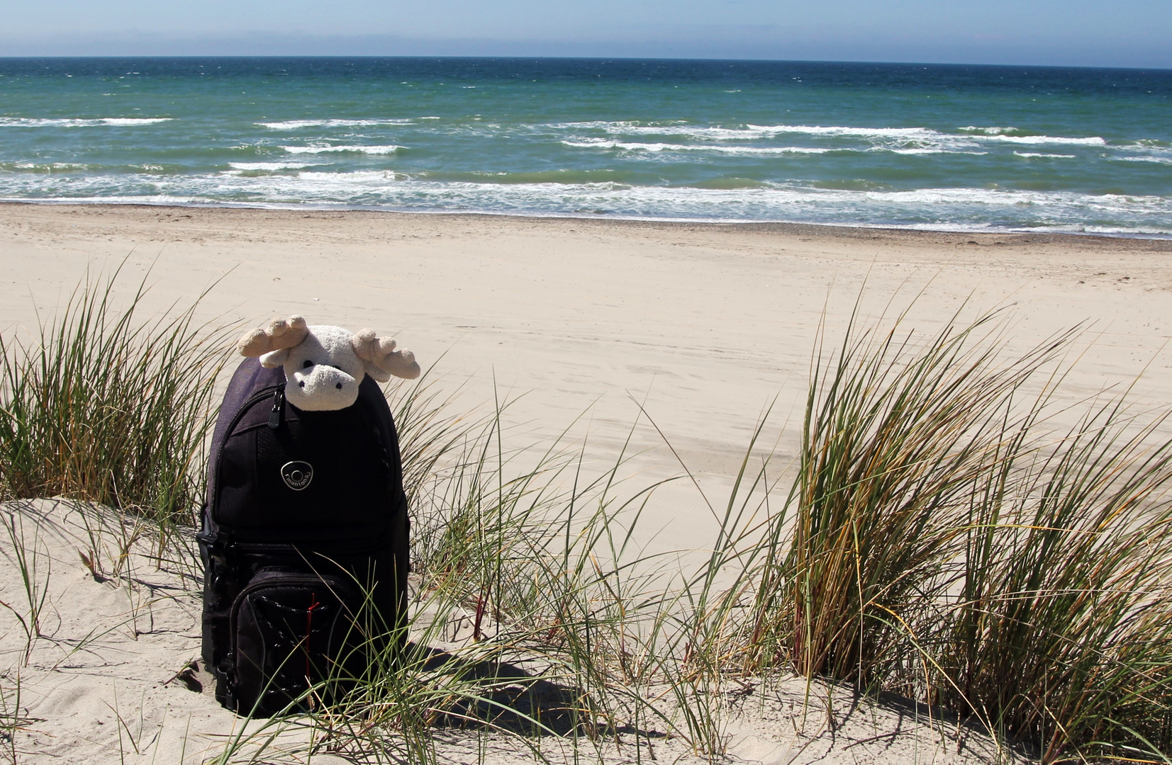 Poppel am Strand