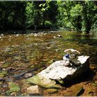 Poppel an der Wutach