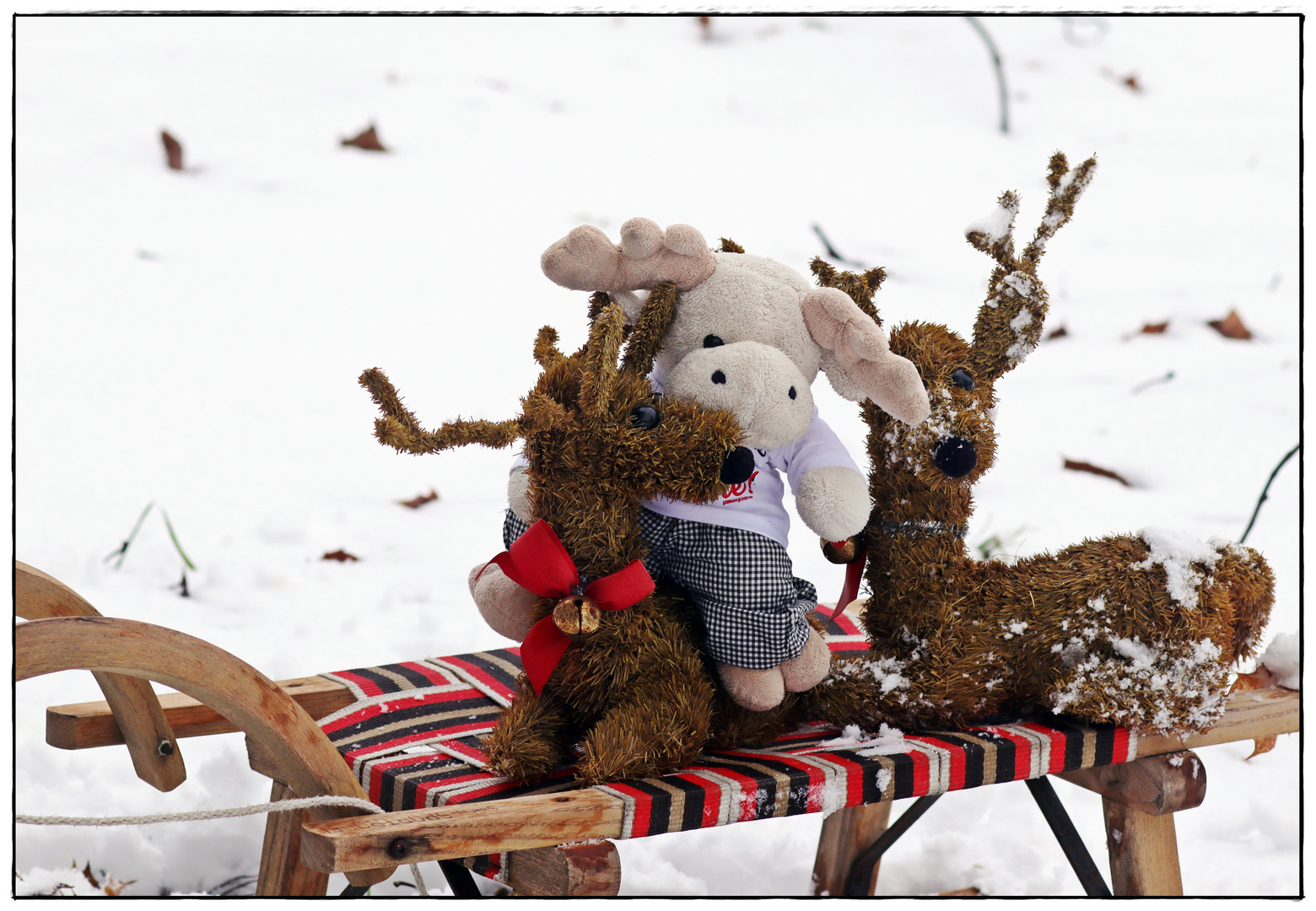 Poppel im Schnee