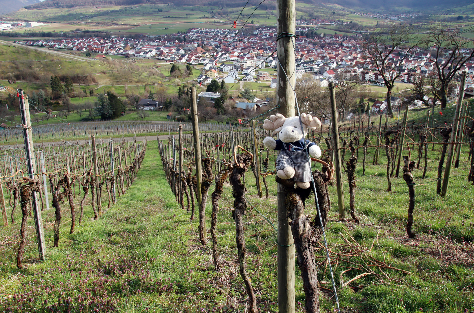 Poppel im Wengert