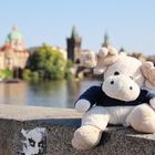 Poppel in Prag