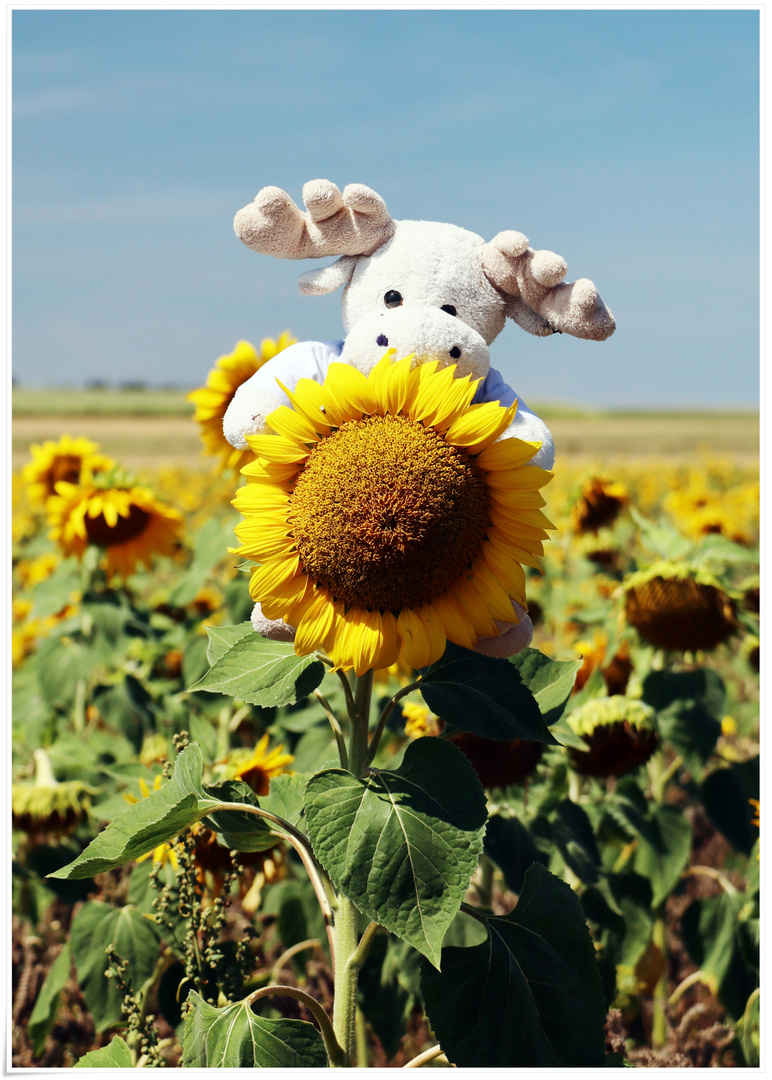 Poppel und die Sonnenblümchen