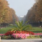 Poppelsdorfer Allee in Bonn