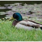 Poppelsdorfer Ente