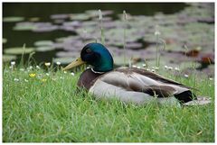 Poppelsdorfer Ente