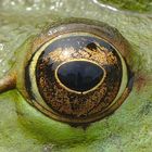 Poppelsdorfer Schloss im Auge des Frosches