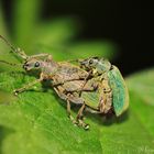 Poppende Käfer