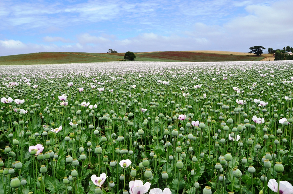 Poppie fields