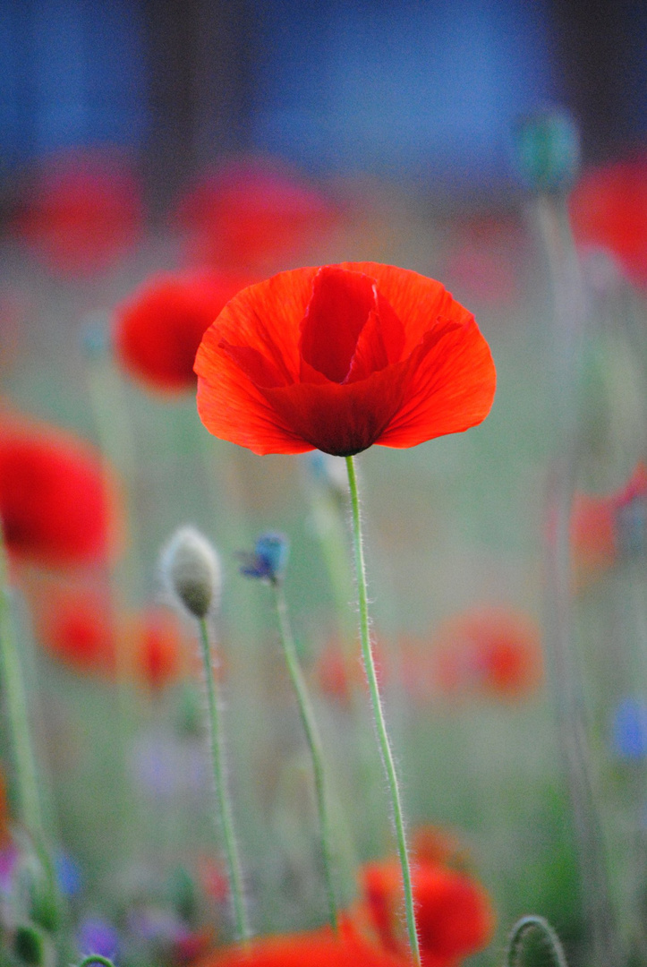 poppies.....................