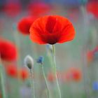 poppies.....................