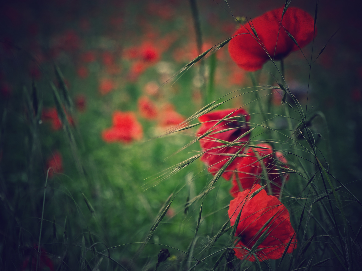 Poppies