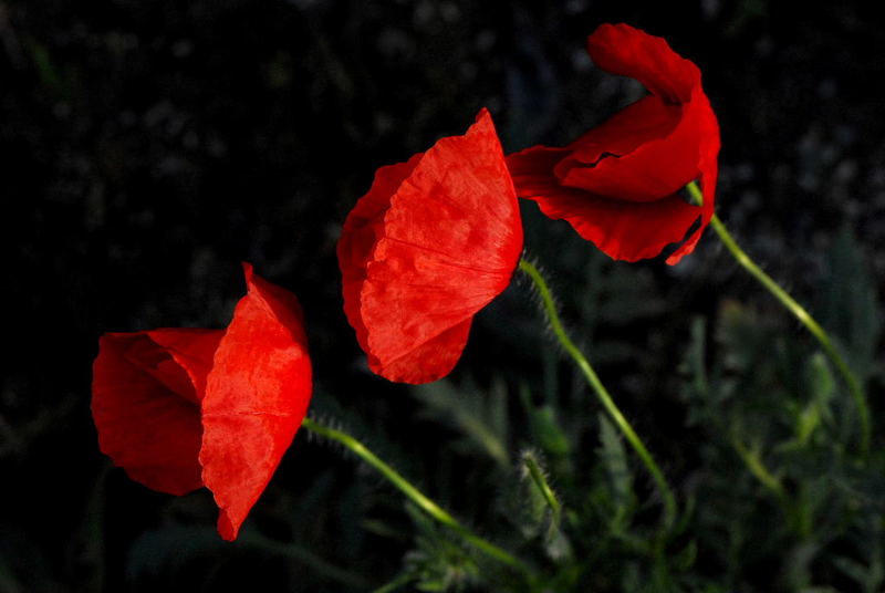 Poppies