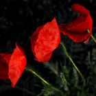 Poppies