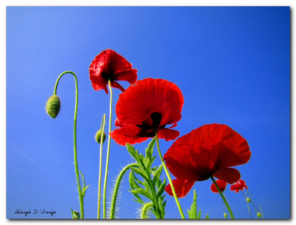 poppies