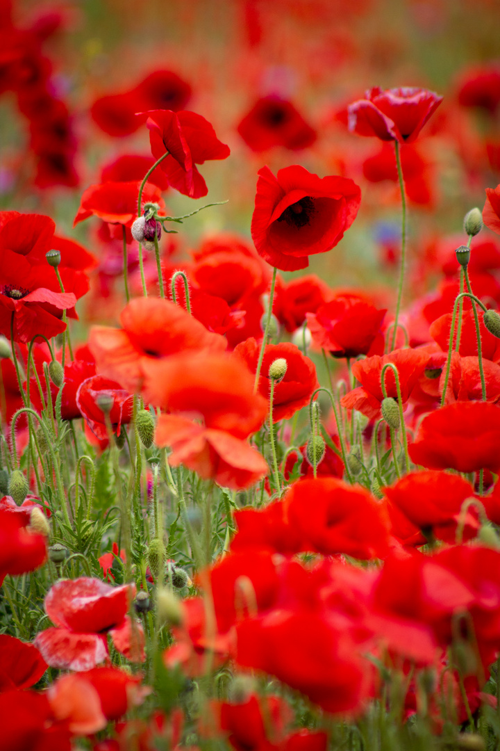 Poppies