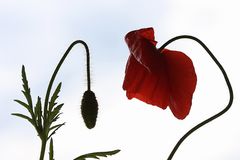 Poppies