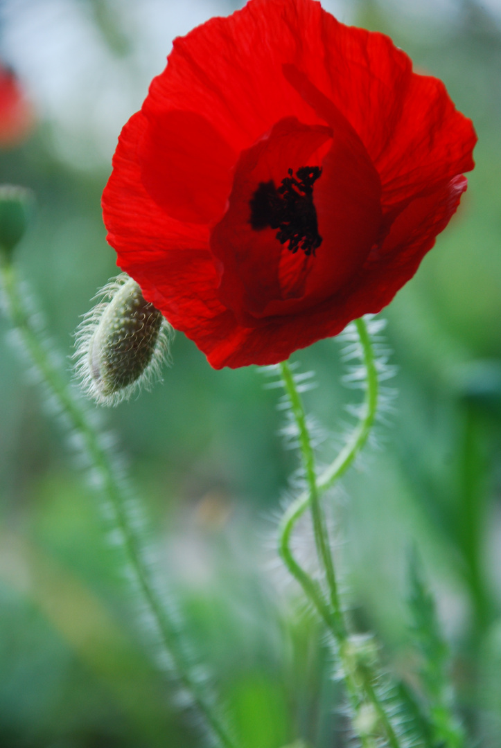 Poppies