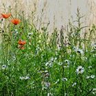 Poppies