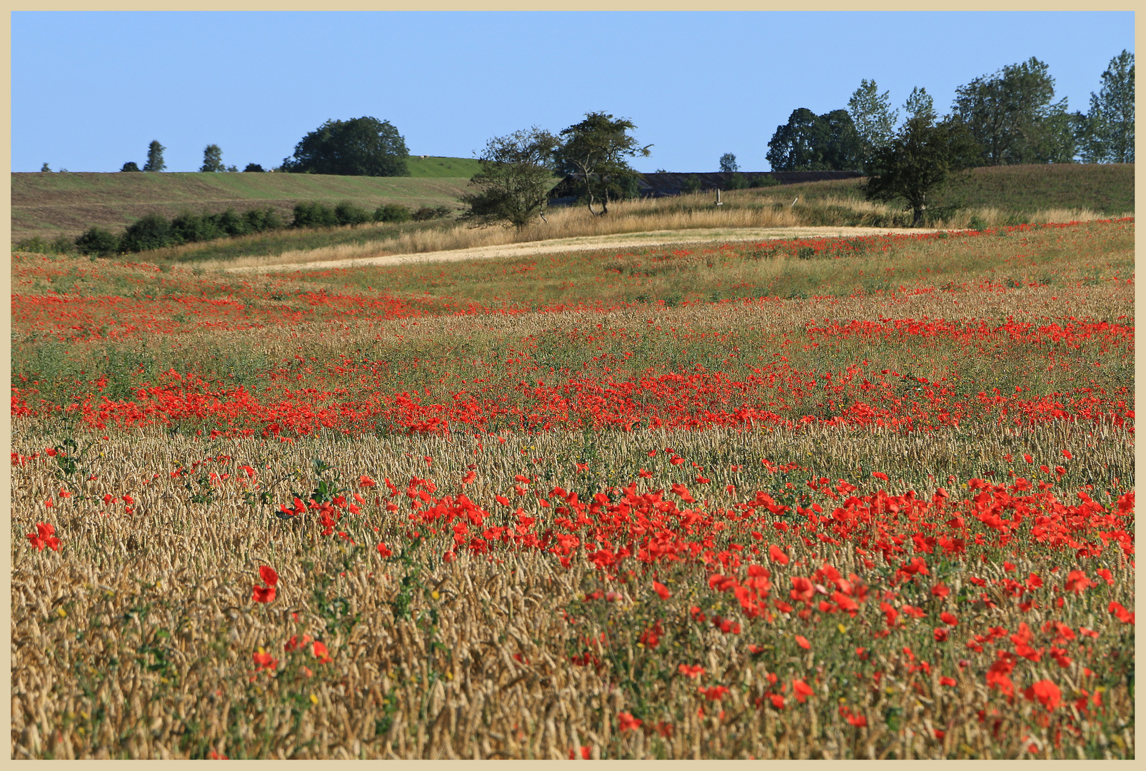 poppies 12