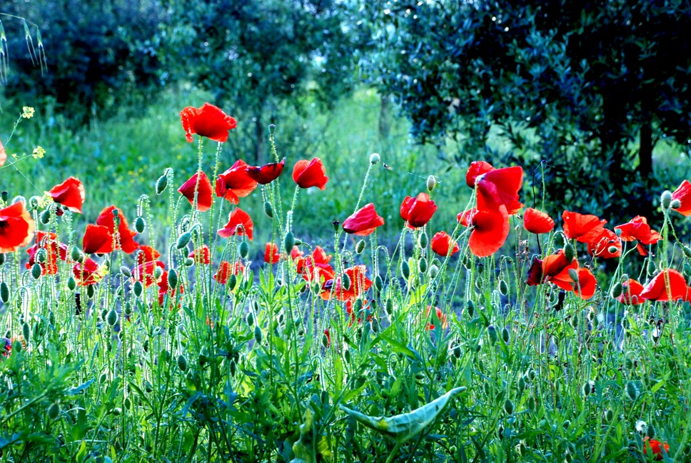 Poppies