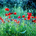 Poppies