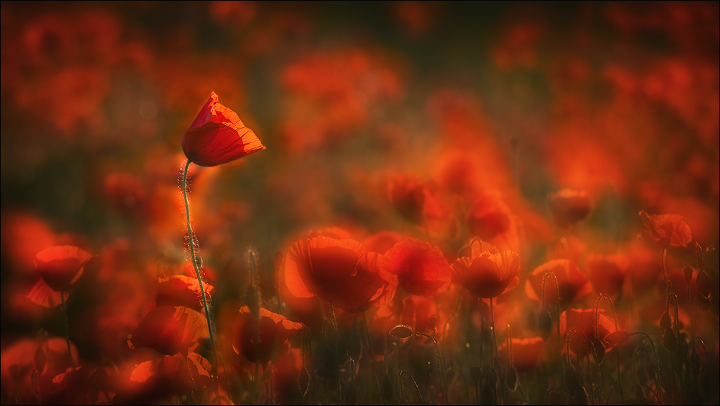 Poppies