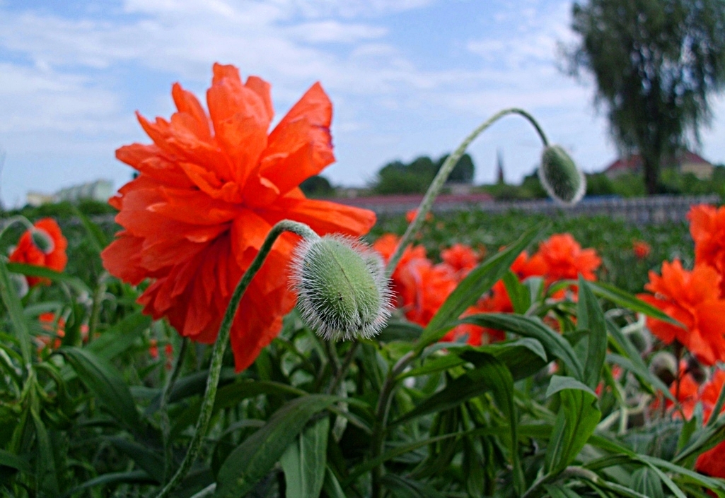 Poppies