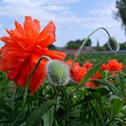 Poppies