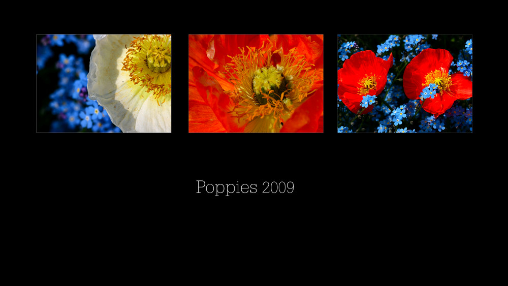 | Poppies 2009 |