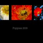 | Poppies 2009 |