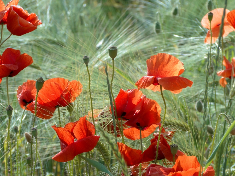 Poppies