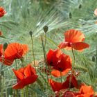 Poppies