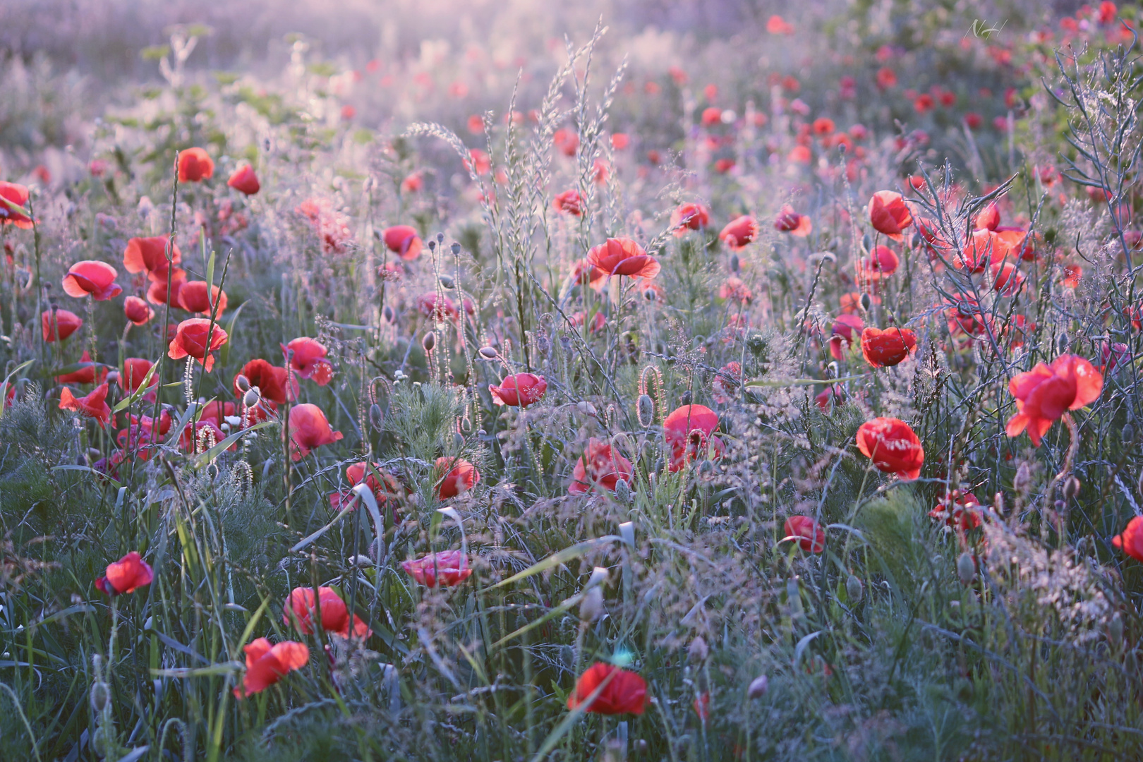 Poppies