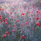 Poppies