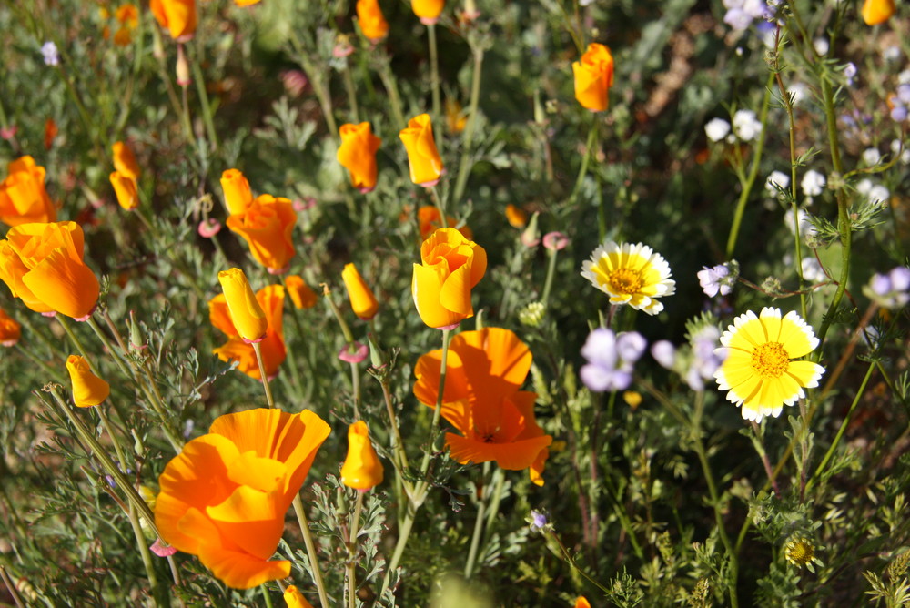 Poppies