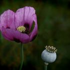 Poppies...