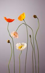 poppies