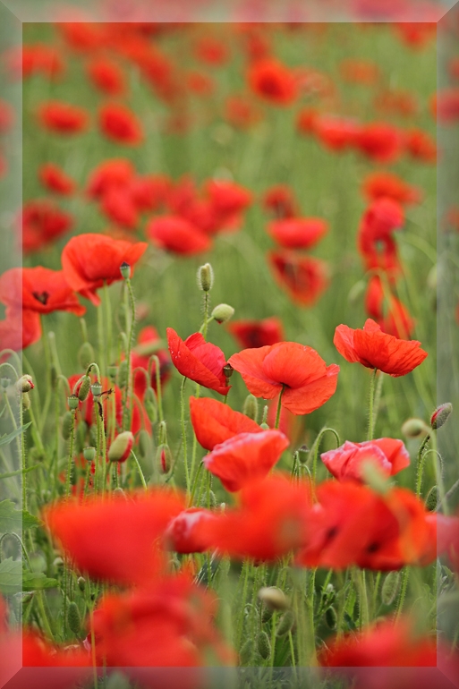 poppies