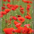 poppies